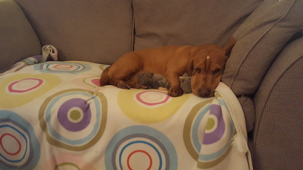 Has anybody had a good experience with a rescue dog?