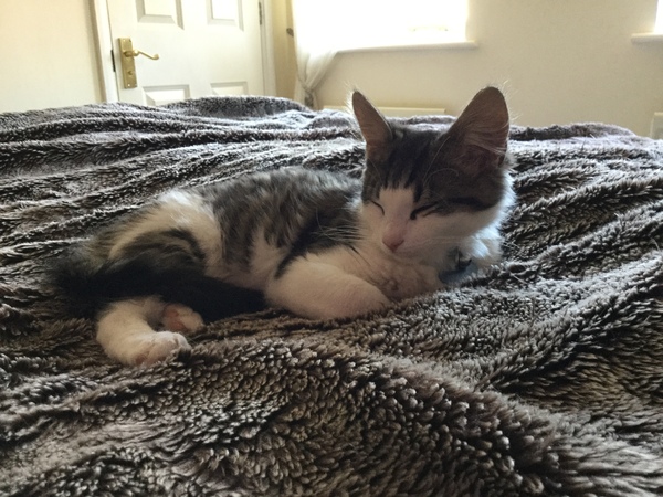 Cat sitting - any advice?