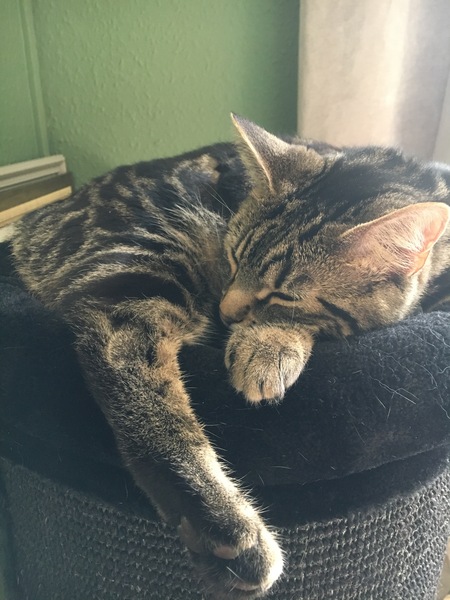 What's your dcat doing today?