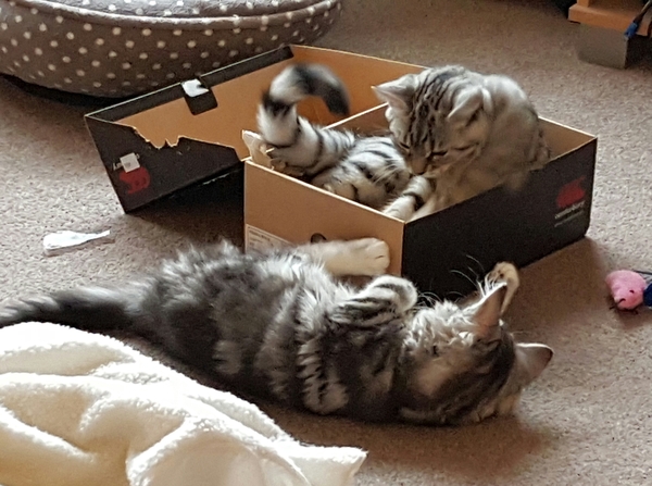 What's your dcat doing today?