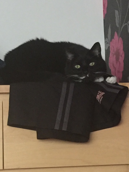 Is your cat as thick as mine? (with picture)