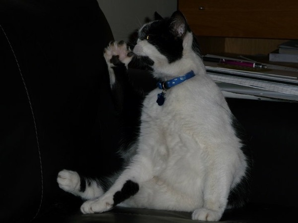 Will I ever get bored of watching my cat wash?
