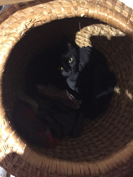What's your dcat doing today?