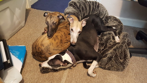 PITA Whippet