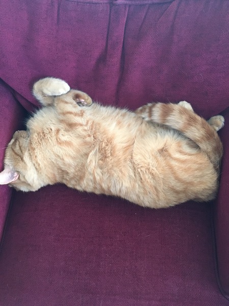 How to choose between two kittens?