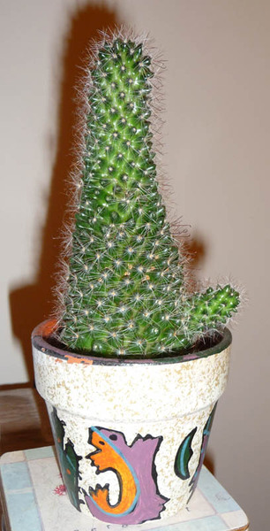 to think my office pot plant is openly mocking me?