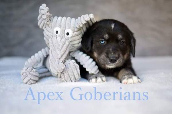 Does anyone fancy a 'puppy survival' thread?