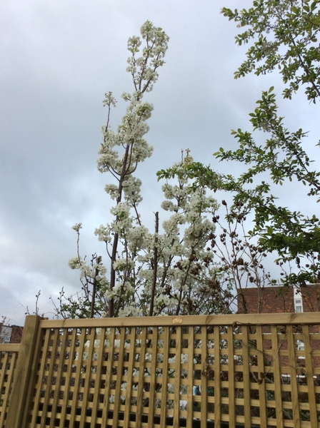 Tell me what is flowering in your garden today.