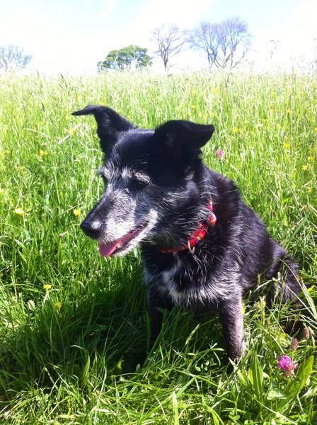 Has anybody had a good experience with a rescue dog?
