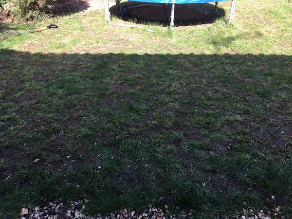 Can we save our lawn?!