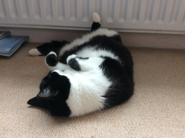 What's your dcat doing today?