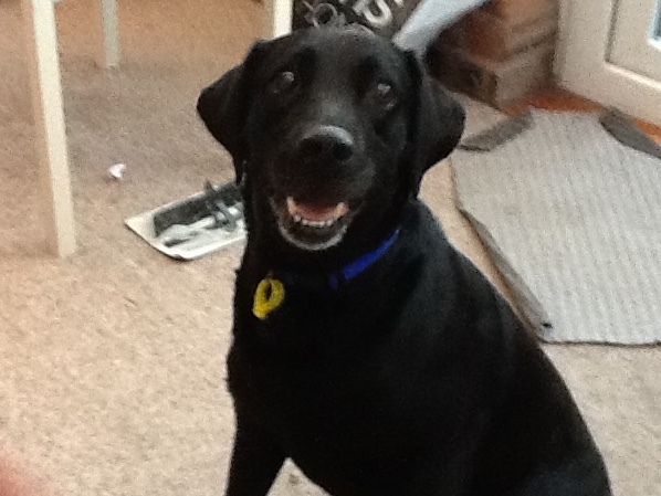 Has anybody had a good experience with a rescue dog?