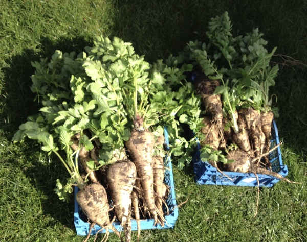 Allotment/Veg Patch -Thread  8 - Its spring - time to get busy!