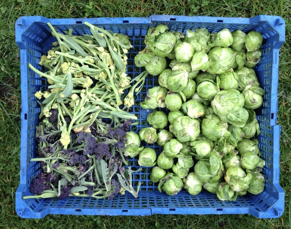 Allotment/Veg Patch - Thread 7 - The Harvesters Arms