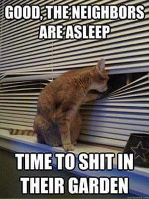 About my neighbour n the cat?