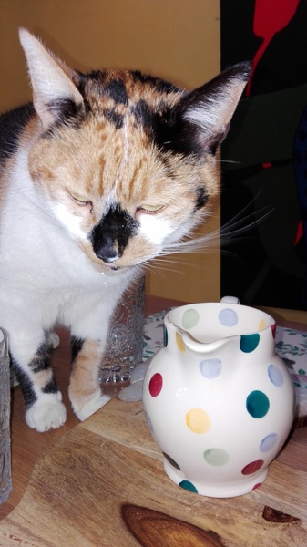 Tell Bought By Many Pet Insurance about your pets’ biggest mishaps - £300 voucher to be won NOW CLOSED