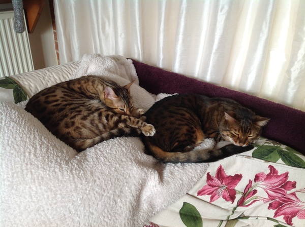 What's your dcat doing today?