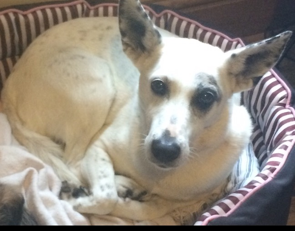 Has anybody had a good experience with a rescue dog?