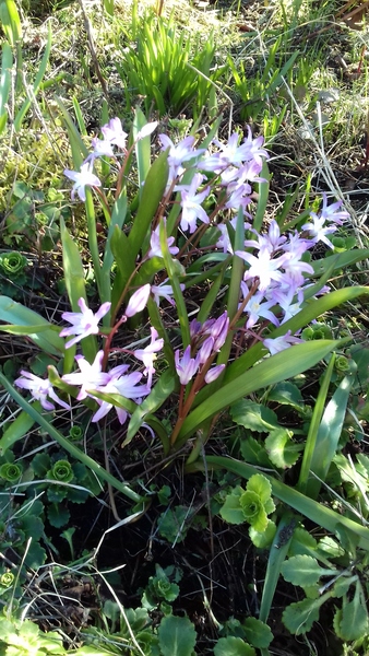 Brave Babes are boinging into Spring..Join us here!