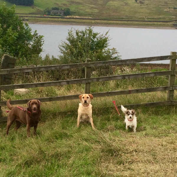 Has anybody had a good experience with a rescue dog?