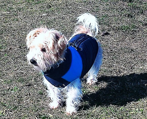 Has anybody had a good experience with a rescue dog?