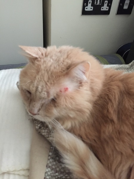 Strange hair loss in Maine Coon