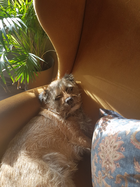 Border terrier or cocker spaniel?