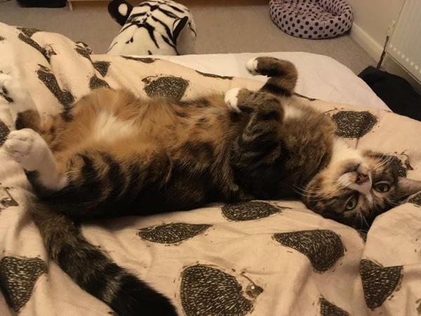 fiv cat with non fiv cat