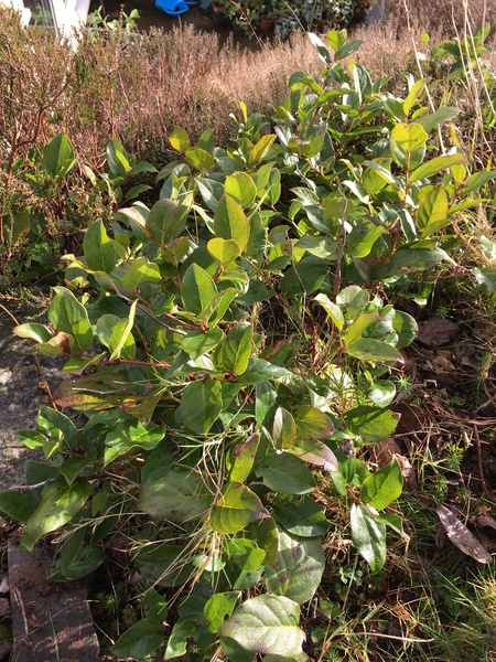 Plant identification please!