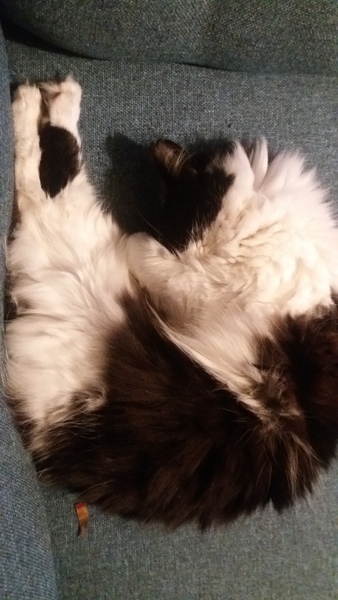 Does your cat sleep like this?