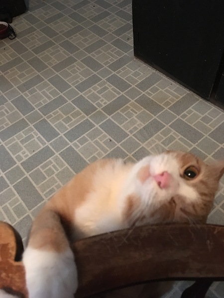 What's your dcat doing today?