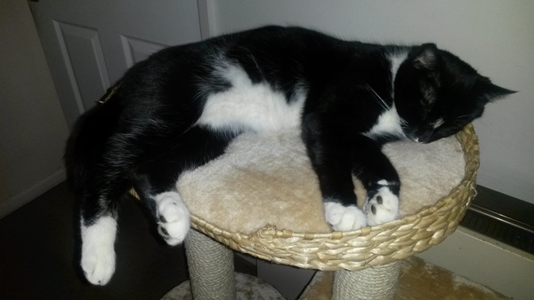 What's your dcat doing today?