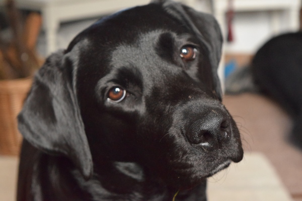 Has anybody had a good experience with a rescue dog?