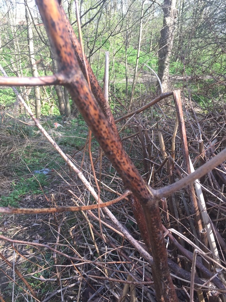 Any one know if this could be Japanese Knotweed? (Inc pics)