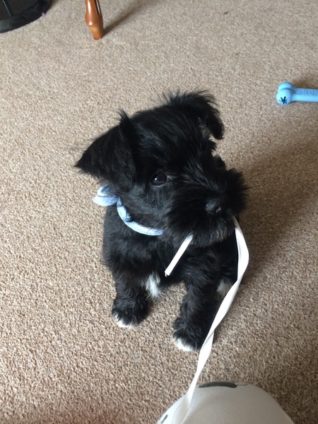 Does anyone fancy a 'puppy survival' thread?