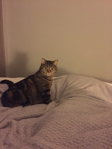 I hate my fat cat