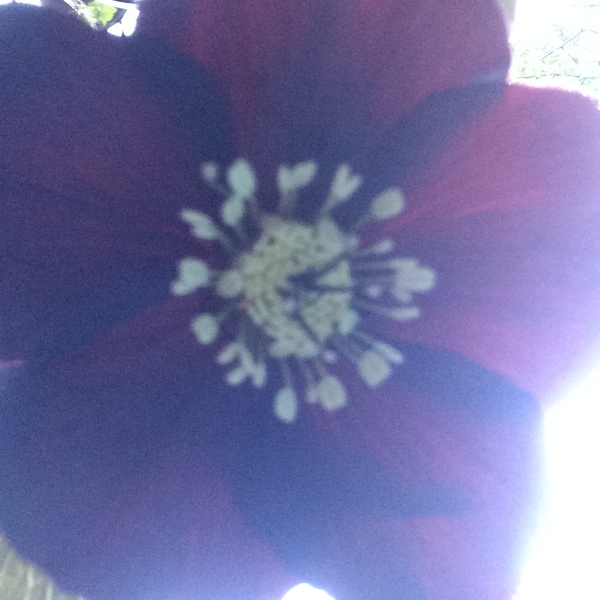 In praise of hellebores...