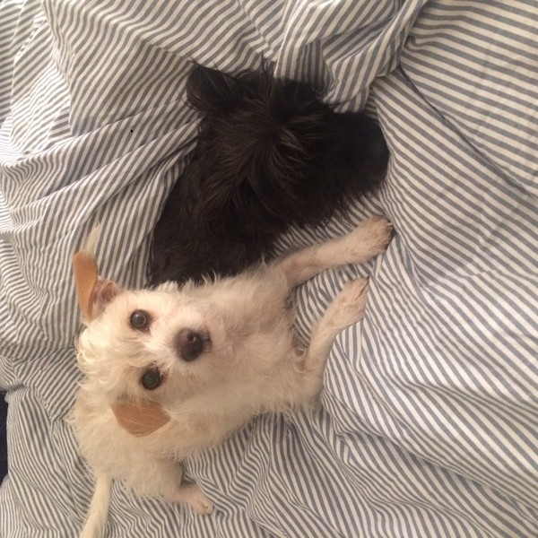 Has anybody had a good experience with a rescue dog?