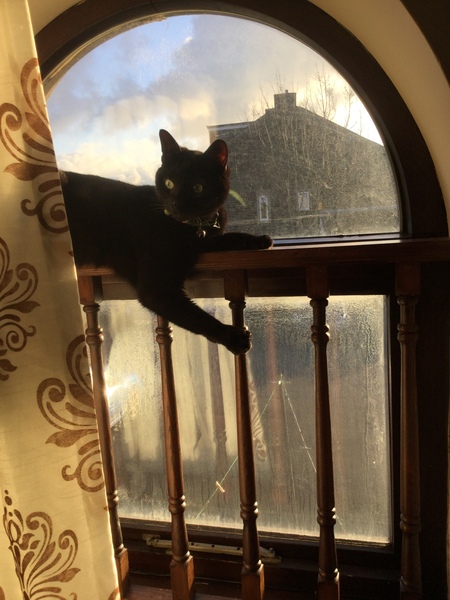 What's your dcat doing today?