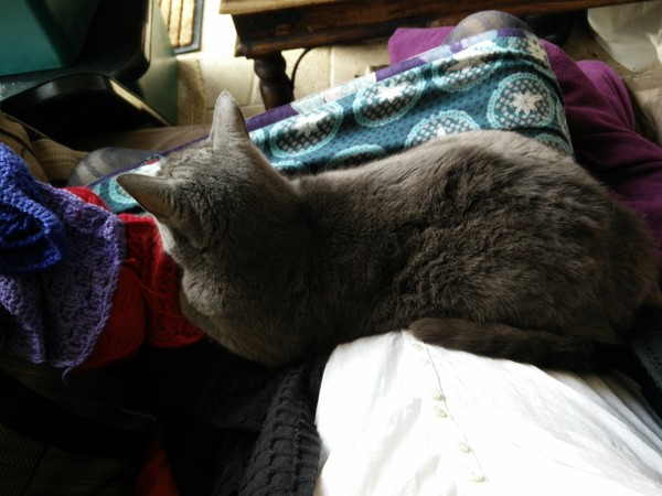 What's your dcat doing today?