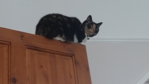 What's your dcat doing today?