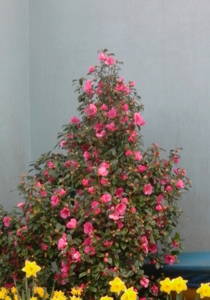Sweet smelling garden