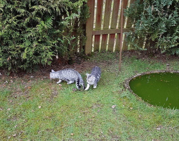 What's your dcat doing today?