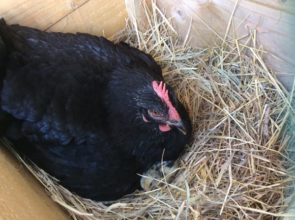 Baby chicken