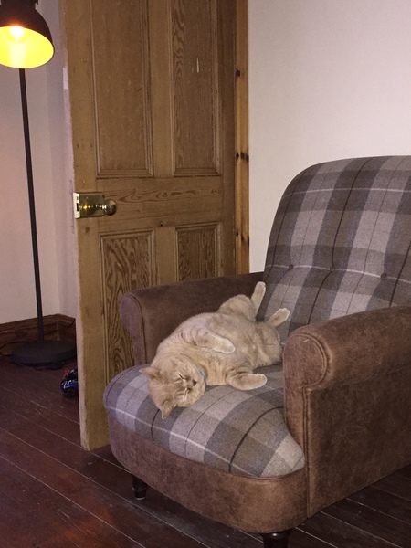 I hate my fat cat