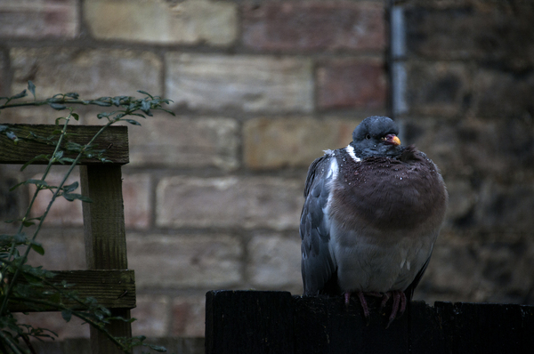 To say hello to a blackbird every evening and feel lovely about it