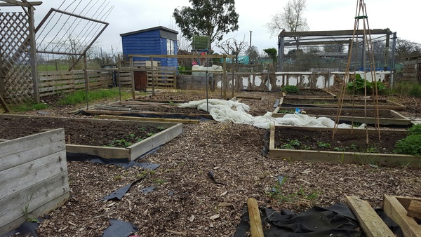 Allotment/Veg Patch -Thread  8 - Its spring - time to get busy!