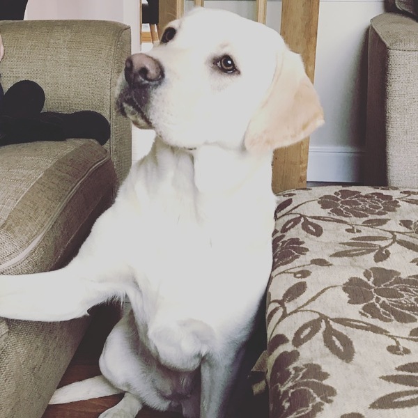 to want to keep the lost dog we found?