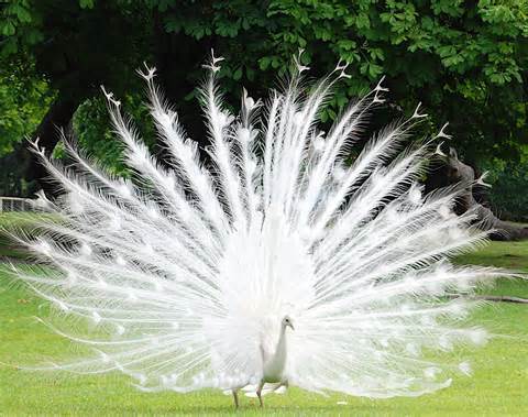 Peacock