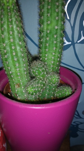 to think my office pot plant is openly mocking me?